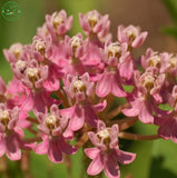 Flower seeds Potted plant seeds Pink Asclepias Milkweed / Butterfly Weed Fl