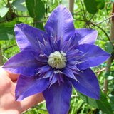 Garden Clematis Seed Six Varieties Beautify Courtyard Terrace Purple Clemat