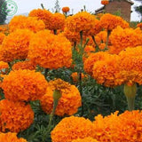 Marigold seeds bonsai flowers seeds Calendula Pot Marigold  Mix colors 50se