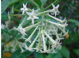 Flower seeds JASMIN DE MADAGASCAR (Stephanotis Floribunda)Z520 WAX FLOWER S