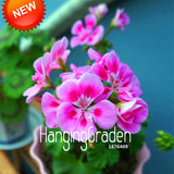 Hot Sale!20 PCS/Pack Rare Pink Butterfly Univalve Geranium Seeds Perennial