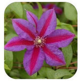Vine Clematis potted clematis garden flowers, no the clematis 20 seeds-in B