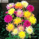 DAHLIA CACTUS MIX   Dahlia Pinnata Variabilis   80 SEEDS-in Bonsai from Hom