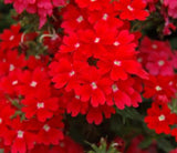 Multiple color choices Verbena seeds perennial verbena hybrida seed Hydrang