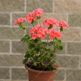 Exotic Geranium Bonsai Seeds Flower Perennial Flower Seeds Pelargonium Pelt