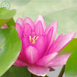 Bonsai Aquatic plants potted flower seed bowl lotus seeds garden decoration