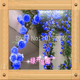 Chinese Flower Seeds , 200 PC blue Chinese rose seeds,Climbing Plants-in Bo