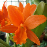 Cattleya Hybrida Flower seeds 20seeds Famous Flowers Orchids seeds Bonsai P