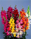 Mixed Color Snapdragon Antirrhinum  1000 Pcs  Flower Seeds  / Bag  Easy to