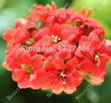 Free Shipping 240pcs 8kind Each 30pcs Kalanchoe flower seeds strange  beaut