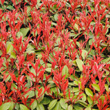 New Home Garden Plant  Photinia Fraseri Frasery Serrulata Red Robin Tipluoh