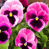 BELLFARM Pansy Viola Tricolor Hardy Flower Seeds, 50 seeds, professional pa