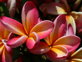 Heirloom 5 Seeds Plumeria mixed Colors Flower Colorful Fresh & High Quality