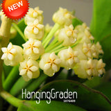 Sale!Hoya Seeds,Potted Hoya Carnosa Flower Seed Garden Plants Perennial Pla