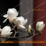 Heirloom 'Snow White' White Yulan Magnolia Tree Flower Seeds, 15 Seeds/Pack