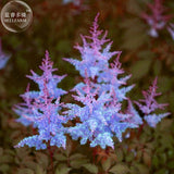 BELLFARM Dark Blue Astilbe Chinensis Perennial Flower Seeds, 100 seeds, rar