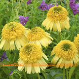 Bright Yellow Echinacea purpurea (Coneflower) Flower Seed, 50 Seeds, Large