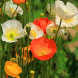 Flower seeds Corn poppy seeds Beautiful garden Bonsai balcony flower Corn p