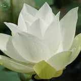 Flower seeds bonsai White Water lilies  lotus seeds /ponds Plants garden Po