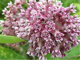 Flower seeds Potted plant seeds Pink Asclepias Milkweed / Butterfly Weed Fl