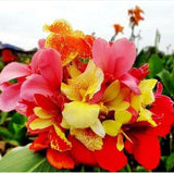 flower seeds bonsai Canna Lily Seeds  CLEOPATRA  Cannaceae  Great Potted P