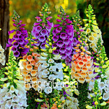 Big Sale! 100 Pcs/Lot Foxglove flower seeds Fall Seasons kinds of flowers p