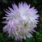 Hot Selling White Purple Callistephus Chinensis Flower Seeds Balcony Potted