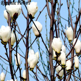 Magnolia Tree Seed, 10 / Pack, White Flowers Planting Seeds Without Graftin