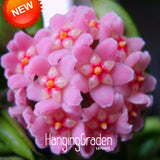 Loss Promotion!Home Bonsai Seeds Rare Hoya Orchid,Hoya Carnosa Seeds Orchid