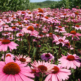 Echinacea Seed Rare "Double" Of Perennial Echinacea , 50 Seeds / Bag , Ha C