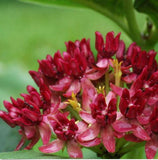 Flower seeds Bonsai seeds Asclepias purpurascens Purple Milkweed (Monarch H