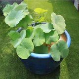 Bonsai seeds Pink lotus seeds, lotus water lily seeds, water lily flower, 1