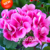 Hot Sale!20 PCS/Pack Rare Pink Butterfly Univalve Geranium Seeds Perennial