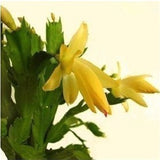 Easy planting balcony patio potted Flower seeds,Zygocactus truncatus,Schlum