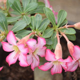 1 pcs Pink Desert Rose Seeds Potted Flowers Seeds Ornamental Plants  Obesum