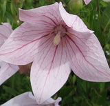 Flower seeds Pink platycodon grandiflorum six angle with bell garden decor