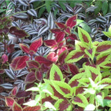 free shipping Flower seeds Bonsai seeds mix  coleus seeds Bag Home Garden B