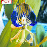 Hot Sale!Yellow Octopus Orchid  China Rare Flower Seeds For Home Garden Pla