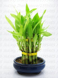 mixed 30 pieces/lot  Lucky bamboo seeds,potted balcony, outdoor indoor plan