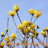 Bright Yellow Yulan Magnolia Flower Seeds, 15 Seeds/Pack, Yulan Flower Magn