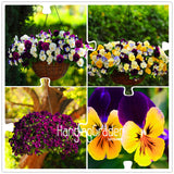 Big Sale! 100 PCS Pansy seeds Hanging Mixed Colors potted bonsai flower see