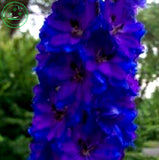 Bonsai seeds Forking Larkspur Salmon King (Delphinium consolida) Family gar