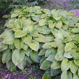 ZLKING 20pcs Hosta Plantaginea Seeds Flower Fire And Ice Shade White Lace H