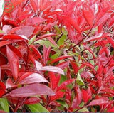 New Home Garden Plant  Photinia Fraseri Frasery Serrulata Red Robin Tipluoh