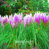 New Seeds 2017! 200 Seeds/Bag Pampas Grass Cortaderia Seeds Are Very Beauti