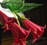 Mandala seeds Brugmansia datura seeds and rare flower seeds garden ornament