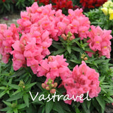 Mixed Color Snapdragon Antirrhinum  1000 Pcs  Flower Seeds  / Bag  Easy to