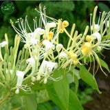 honeysuckle flower seed plants in climbing liana aromatic fragrant flower p