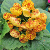 Calceolaria uniflora seeds 100pcs Aliens Flower seeds Garden DIY Bonsai Exo