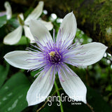 Big Sale!Hot Selling Mix Clematis Seeds Bonsai Flower Seeds DIY Home Garden